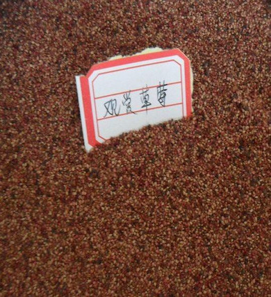 600 pcs Climbing strawberry seeds + rose seeds for gifts, Bonsai, flower potted plants, free shipping, DIY Home and Garden.