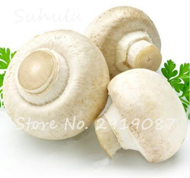 60 pcs Rare White Mushroom Seeds Organic Delicious Healthy Geen Vegetables Bonsai Seeds Diy Home Garden Plants Easy Grow