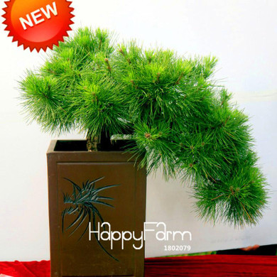 Best-Selling!Japanese Ornamental Potted Pine Seeds Osaka Bonsai Pine Tree Seeds 100 particles / lot,#8B9JQ4