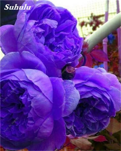 Chinese National Flower 5 Pcs Peony Seeds Potted Plant Paeonia Suffruticosa Tree Terrace Courtyard Light Up Your Personal Garden
