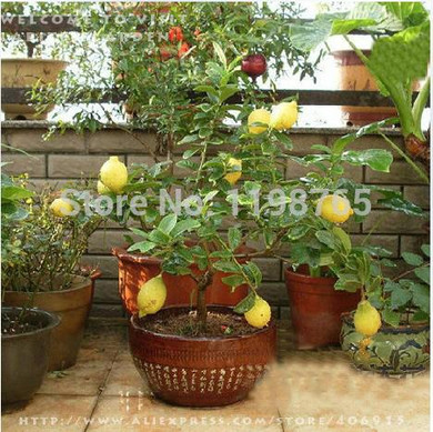 Free shipping 50 LEMON TREE SEEDS WITH HERMETIC PACKING * indoor outdoor AVAILABLE * HEIRLOOM FRUIT SEEDS LEMON seeds 49%