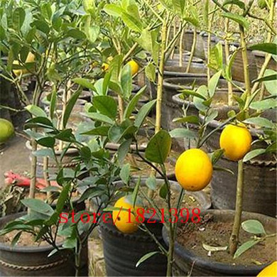 Free shipping 50 pcs/bag LEMON TREE SEEDS WITH HERMETIC PACKING * indoor outdoor AVAILABLE * HEIRLOOM FRUIT SEEDS LEMON seeds