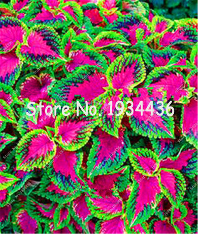 Free Shipping 100pcs Rare Coleus Blumei Seeds,Rare Flower Seeds Potted Begonia Plants for Garden Balcony Coleus Seeds For Sale