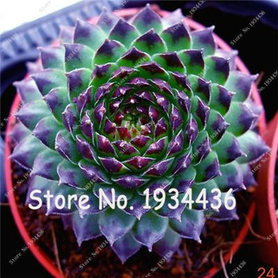 Free Shipping 100 Pcs Succulent Cactus Rebutia Variety Flowering Color Cacti Rare Cactus Seed Office Mini Plant Succulent Plant
