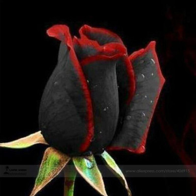 Free shipping 100 Seeds / Pack, Rare Beautiful Black Rose Flower seeds with Red Edge Seedling Seed