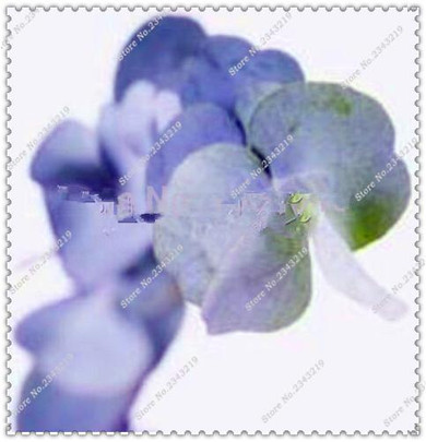Free Shipping 30Pcs/bag impressive Eucalyptus seeds Eucalyptus Herb Seeds, gorgeous bonsai tree for home garden DIY Potted Plant