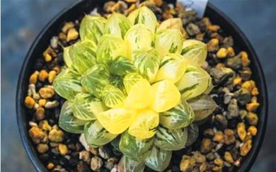 Hot 200pcs/bag mix lithops seeds rare succulent seeds Ass flower seeds Pseudotruncatella Living Stone bonsai mini home garden OF