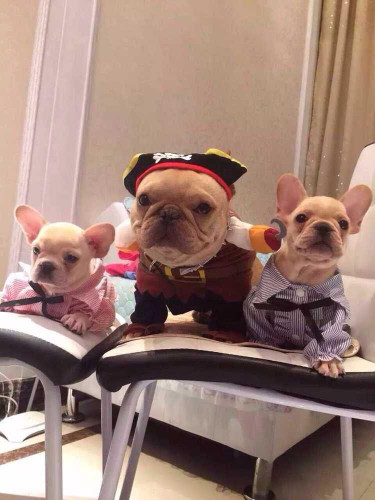 Pirate Dog Costume - 2 Piece - Dog Halloween Costumes