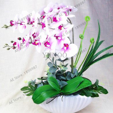 phalaenopsis orchid plant Indoor desktop flowers When flowering, butterfly orchid seedlings about 100 seeds/bag.