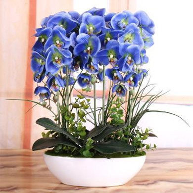 Phalaenopsis Room Interior Decoration Flowers Potted 100 Seeds