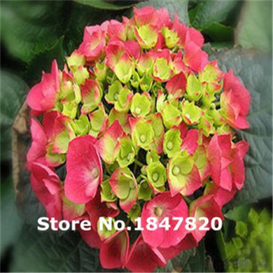 GGG Rare Geranium Seeds, 10 kinds 100 Mix Colors Flower Seeds, High survival Rate for Home and Garden.