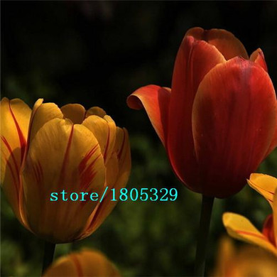 GGG Hot Selling 100pcs Tulip Bulbs, Tulip Ball Seeds Bonsai Flower Pot Plant Ball Mix Colors DIY Home Garden Free Shipping