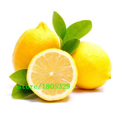 GGG AAA 20 Dwarf Lemon Tree Seeds---Natural Perfume Indoor, DIY Home Garden Bonsai, fragrant