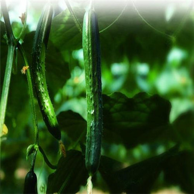GGG 100pcs fruit cucumber seeds,+ secret gifts, Cuke Seeds, Green vegetable Seeds Free shipping