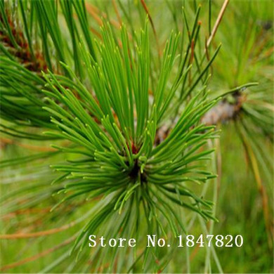 GGG 100pcs/bag Japanese pine tree seeds,bonsai Pinus thunbergii seeds free shipping