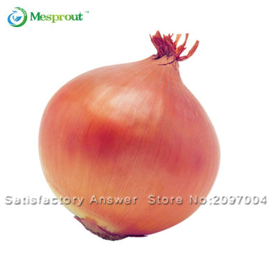 New Hot Delicious 100pcs Giant Onion Seeds Organic Vegetables New Hot Delicious 100pcs Giant Onion Seeds Organic Vegetables