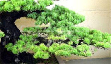 Bonsai Seeds 50 pcs Japanese White Spruce Pine, Pinus parviflora, Tree Seeds Bonsai Evergreen DIY Home gardening