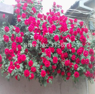 Red Climbing Plant Polyantha Rose Seeds DIY Home Garden Courtyard Pot Flower 100pcs Free Shipping