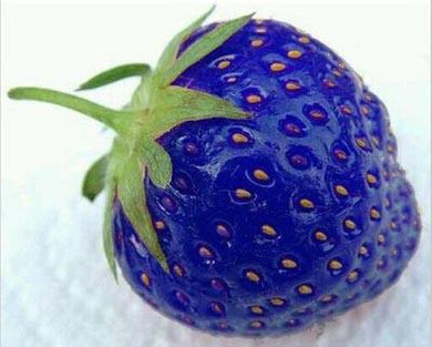 MXLUODX Blue Strawberry Seeds Organic Fruit Seeds Vegetables Non-GMO Bonsai Pot DIY Home Garden Plants 200pcs