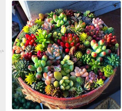 206 Rare Mix Lithops Seeds Living Stones Succulent Cactus Organic Garden Bulk Seed,bonsai seeds for indoor succulent plants.