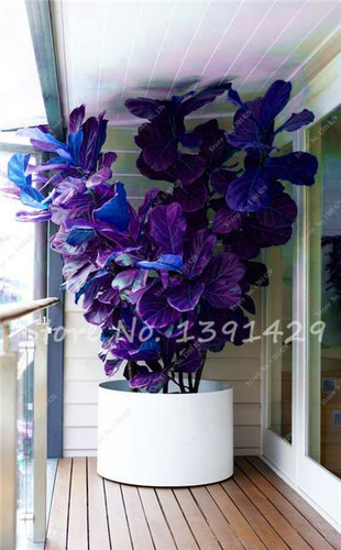 Living Room Bonsai Ficus Benjamina Seeds, Potted Plant Seed, Flower Seed, Perennial Leaf Plant Seeds 50 pcs