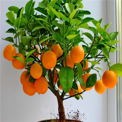 Fruit seeds Orange Tree Seeds DWARF WASHINGTON NAVEL Grow Indoors or Outdoors 30pcs free shipping