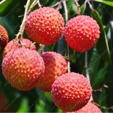 Fruit seeds 10 pcs/bag Lychee Seeds Home Gardening Outdoor Fruit Tree Sementes Houseplant Bonsai plant pot for home garden