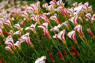 Free shipping Oxalis versicolor flowers seeds 100pcs World's Rare Flowers For home Garden planting Flowers Semillas