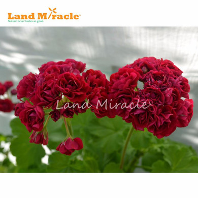 LAND MIRACLE Red Appleblossom Geranium Perennial Flower Seeds, 5 Seeds, Rare Big-blooms Pelargonium Hortorum For Garden Plant