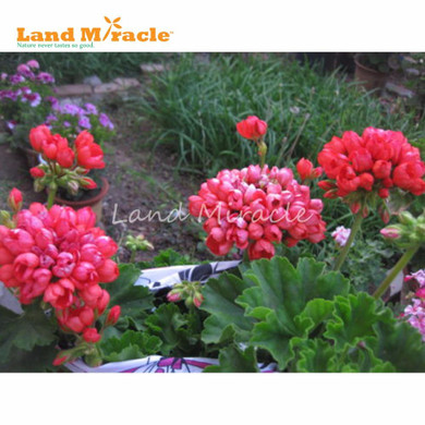LAND MIRACLE Geranium Peach Red Ball Flower Seeds, 5 Seeds, Bonsai Pelargonium Garden Flowers Plant Perennial Seeds