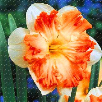 2017 New Arrival!!! 100 pcs Narcissus Flower Seeds Absorption Radiation Narcissus Tazetta Seeds Flowers for Rooms Decoration