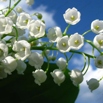 free ship Lily of the Valley flower seeds, bell orchid seeds, rich aroma, bonsai flower seed, multi-colored orchids-40 seeds