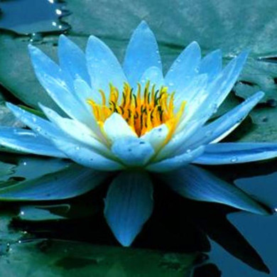 2017 hot!!!5pcs/bag bowl lotus water lily seeds rare Aquatic flower seeds Perennial Plant bonsai for home garden free shipping