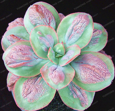 Real Rare Succulent Seeds Perennial Angiosperm Plants Flower Seeds Pseudotruncatella Living Stone Lithops Seeds 100 Pcs/Bag