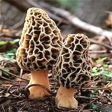 2017 Wholesale 100 Pcs / Bag Morel Seeds Organic Mushroom Vegetable Seed Diy Garden * Jardin Interest Bonsai Plants Sementes