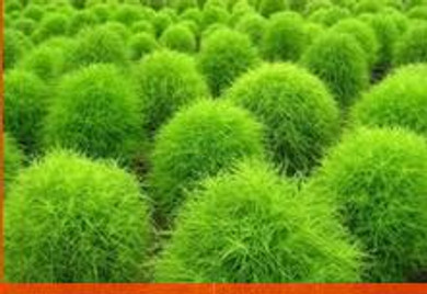 Grass seeds Perennial 100 seeds Grass Burning Bush Kochia Scoparia Seeds Red Garden Ornamental easy grow