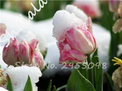 On Sale 10 pcs/bag Bonsai Tulip Seeds Tulip "Ice Cream" Flowers (Not Tulip Bulbs),Fresh Flower Seeds Potted Planted Good Quality