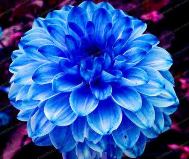 2 BulbTrue Color Mixing Dahlia Bulbs Flower,Bonsai Flower Bulb,Symbolizes Courage And Lucky,Home Garden Plant-(Not Dahlia Seeds)