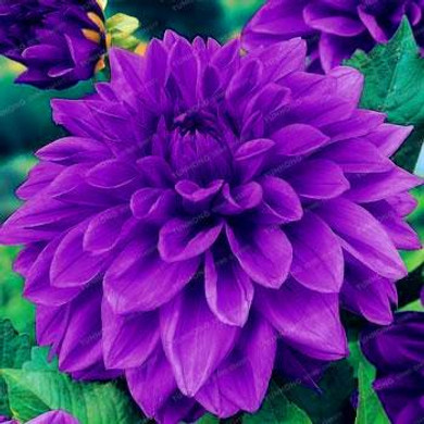 2 Bulb True Purple Dahlia Bulbs Flower,Bonsai Flower Bulb,Symbolizes Courage And Lucky,Home Garden Plant-(Not Dahlia Seeds)