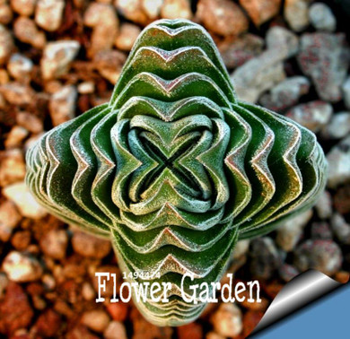 Sale!Succulents seeds Echinopsis tubiflora, cactus seeds, rare flower cactus,about 10 Pcs/Pack,#5E8E4U