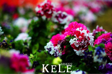 Sale!Garden Petunia petals flower seeds for garden petunia semillas de petunias, 100 seeds/Lot,#XLPIDA