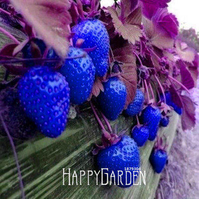 Sale!400 Pieces/pack Blue Climbing Strawberry tree Seeds,rare Fruit Seeds For Home &amp; Garden bonsai,Free Shipping,#6HDDSV