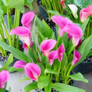 Sale! Calla Lily Seed Imported From Holland,Calla Lily Seedlings -Rare Plants Flowers Home Gardening DIY Garden Supplies 100PCS
