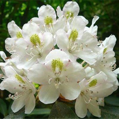 Sale !100pcs / bag Rhododendron seeds Azalea biji potted seed flower seed variety complete plant bonsai for garden Free Shipping