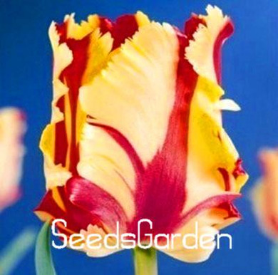 Big Sale, 10 PCS/bag bonsai seeds, high-grade plant tulip seeds, 19 flower seed variety selection,#N67AAE