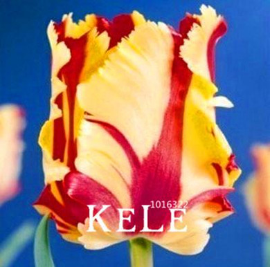 Big Sale, (10 pieces/pack) Tulip seeds,Tulipa gesneriana,potted plants, planting seasons, flowering plants,#Q8UBU4