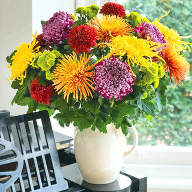 Big Sale!200PCS Chrysanthemum Seeds Rare Flower Seeds Garden Potted Plants Softcover Balcony Home Garden Plant DIY Free Shipping