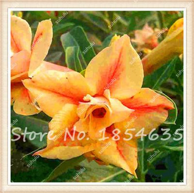 Big Promotion! 2 Pcs/Bag Desert Rose Seeds Adenium Obesum Seeds Plant Pot Bonsai Flower Seeds for Home Garden Ornamental Plants