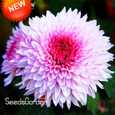 Big Promotion!100 pcs/bag Beautiful Hot Pink White Color Chrysanthemum Seeds Morifolium Seeds DIY Gardening Flower Plant,#BIHIWW