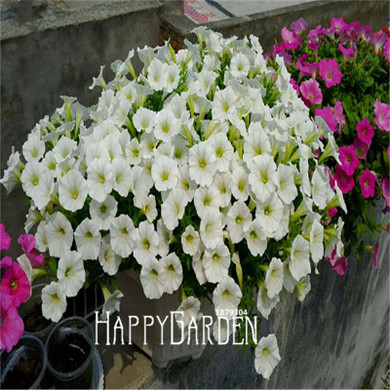 Big Promotion! 100 Seeds A Lot Hanging Petunia Mixed Seeds Rare Flower Seeds DIY Home Garden plant Easy to Grow